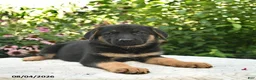 German Shepherd dogs for sale: Lucy  - Ad 5