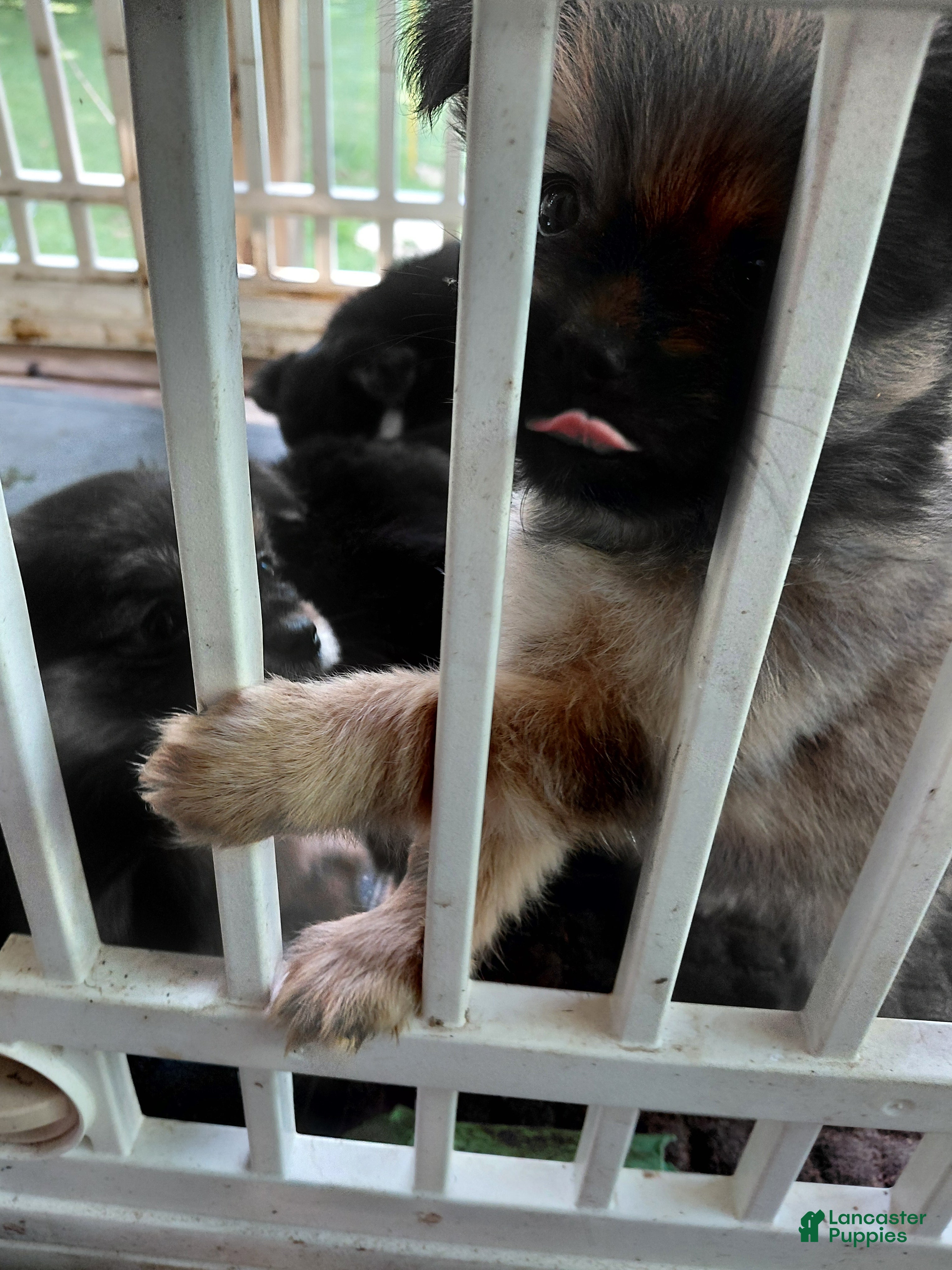 Mixed Breed dogs Dolley Madison - Ad 2