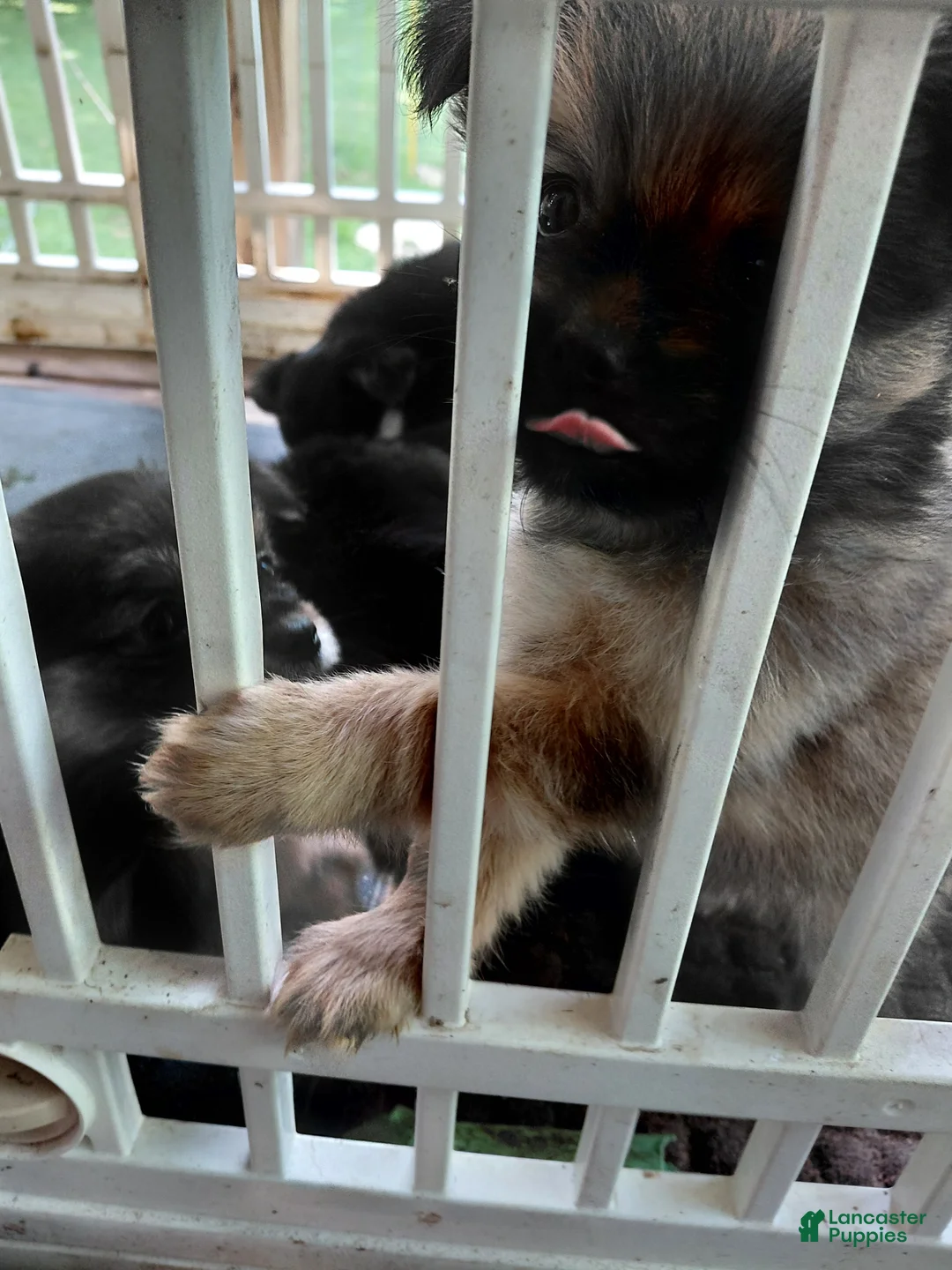 Mixed Breed dogs for sale: Dolley Madison - Ad 2