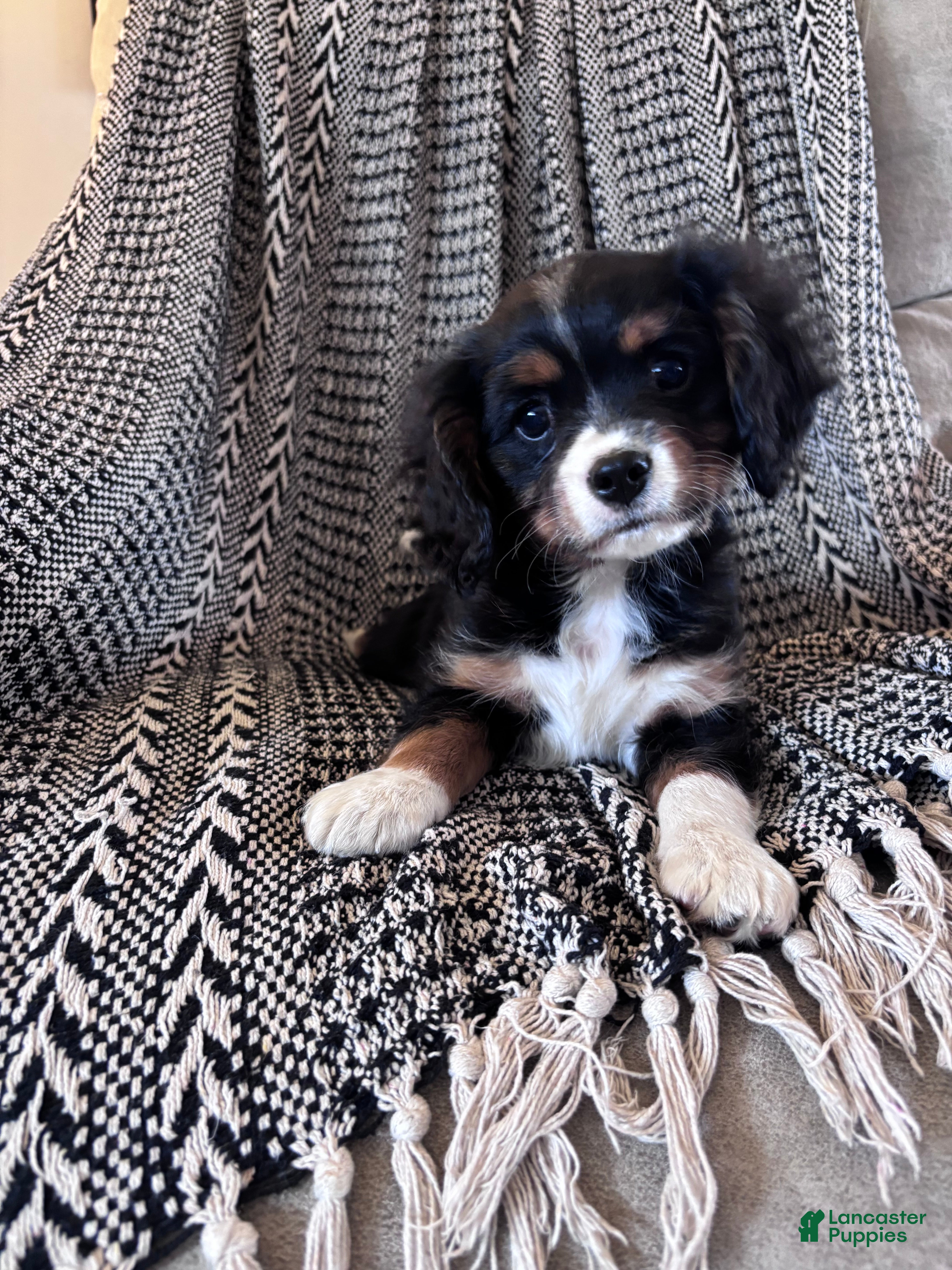 Miniature Bernese Mountain Dog dogs Muskrat - Ad 2