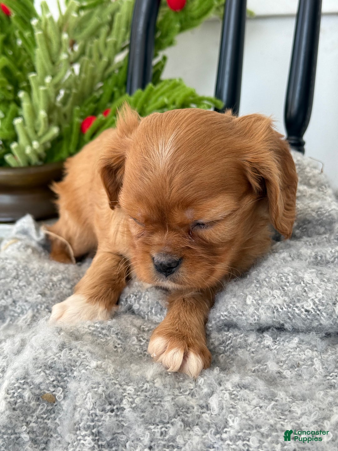 Cavalier King Charles Spaniel dogs for sale: Winter - Ad 6