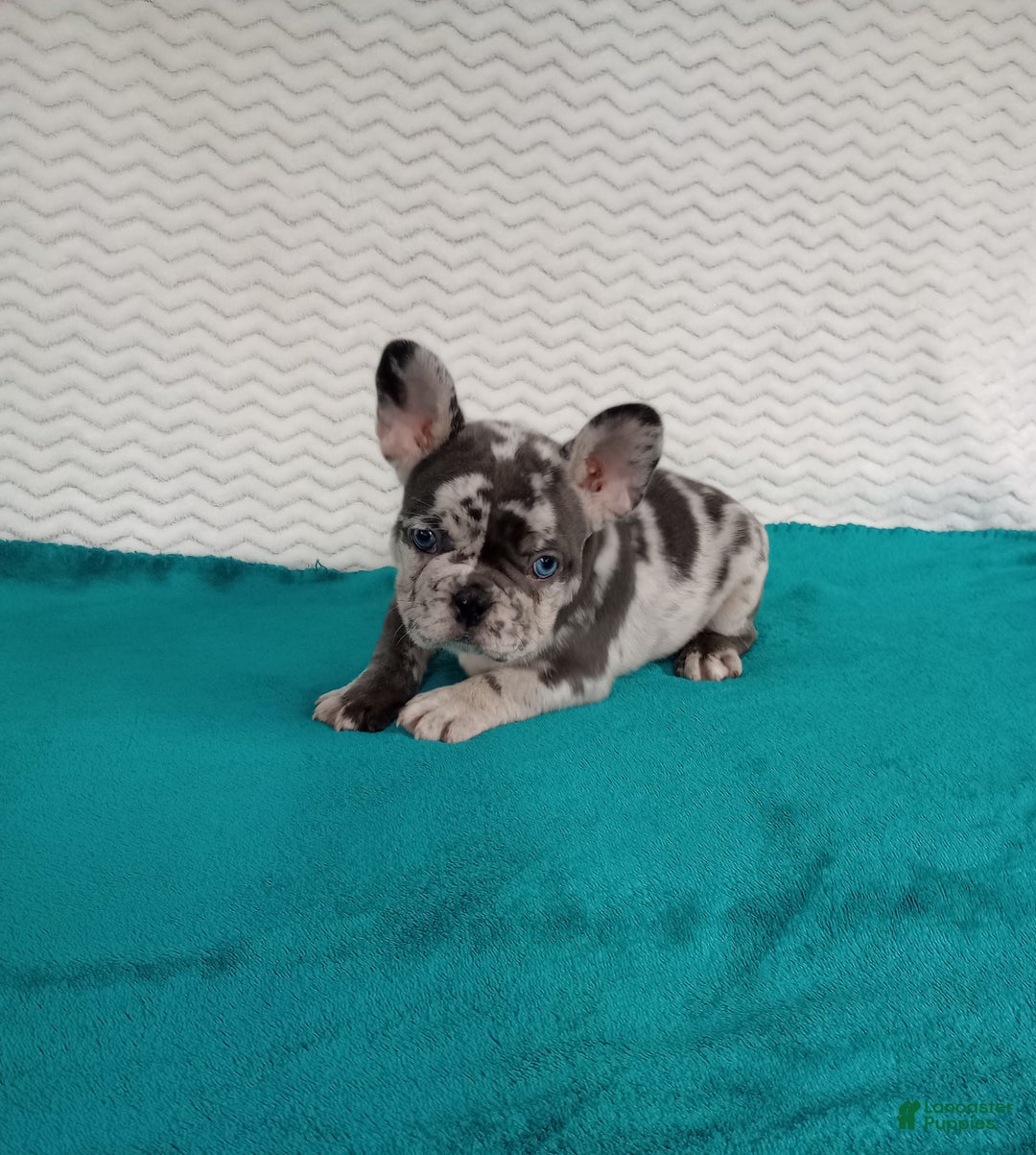 French Bulldog dogs for sale: Hunter  - Ad 2