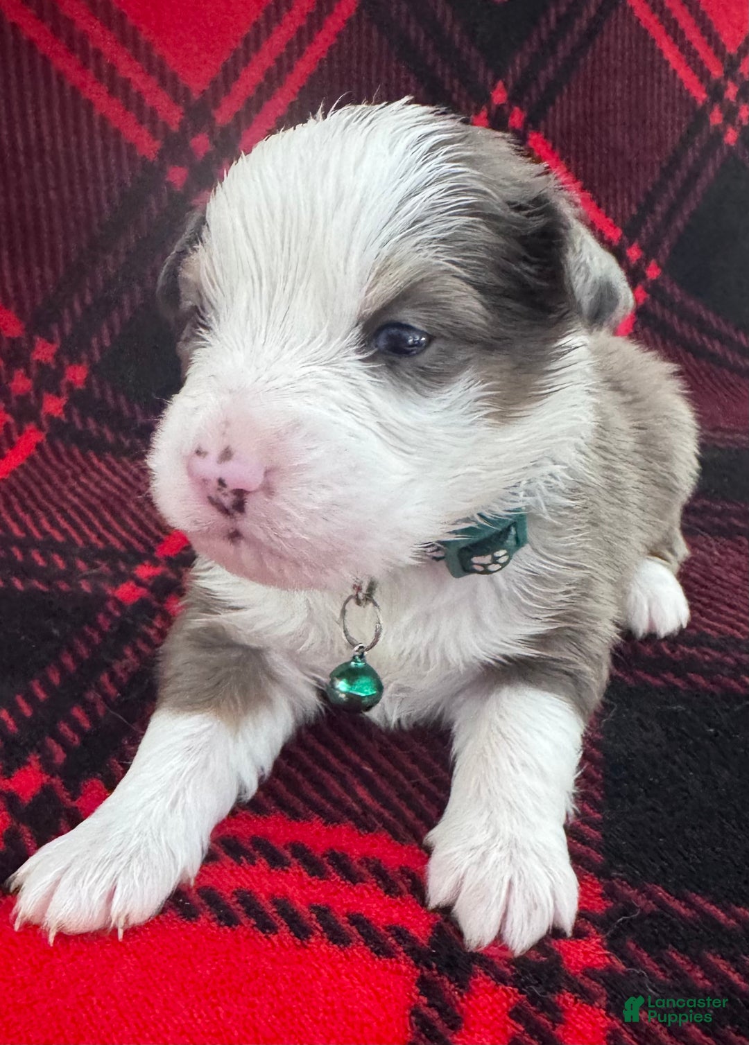 Australian Shepherd dogs for sale: Standard Australian Shepherd Puppy - Hunter Green Collar - Ad 1