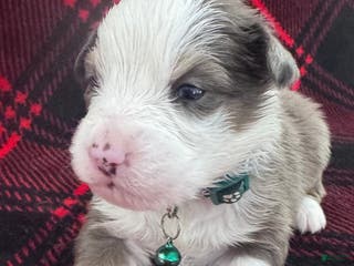 Australian Shepherd dogs Standard Australian Shepherd Puppy - Hunter Green Collar - Ad 22