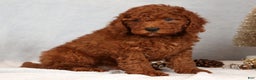 Miniature Poodle dogs for sale: Scott - Ad 9