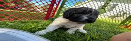 Newfypoo dogs for sale: Newfypoo 2 - Ad 4