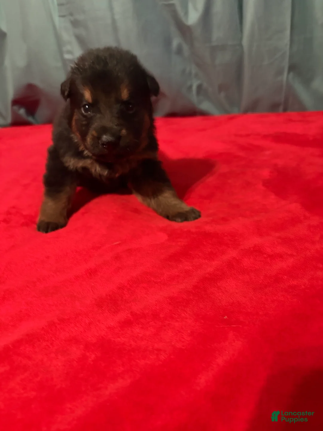 German Shepherd dogs for sale: Wako - Ad 2