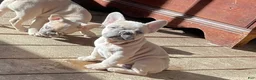 French Bulldog dogs for sale: French Bulldog Puppy 1 - Ad 5