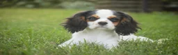 Cavalier King Charles Spaniel dogs for sale: Dottie - Ad 1