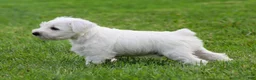 Miniature Schnauzer dogs for sale: George  - Ad 3