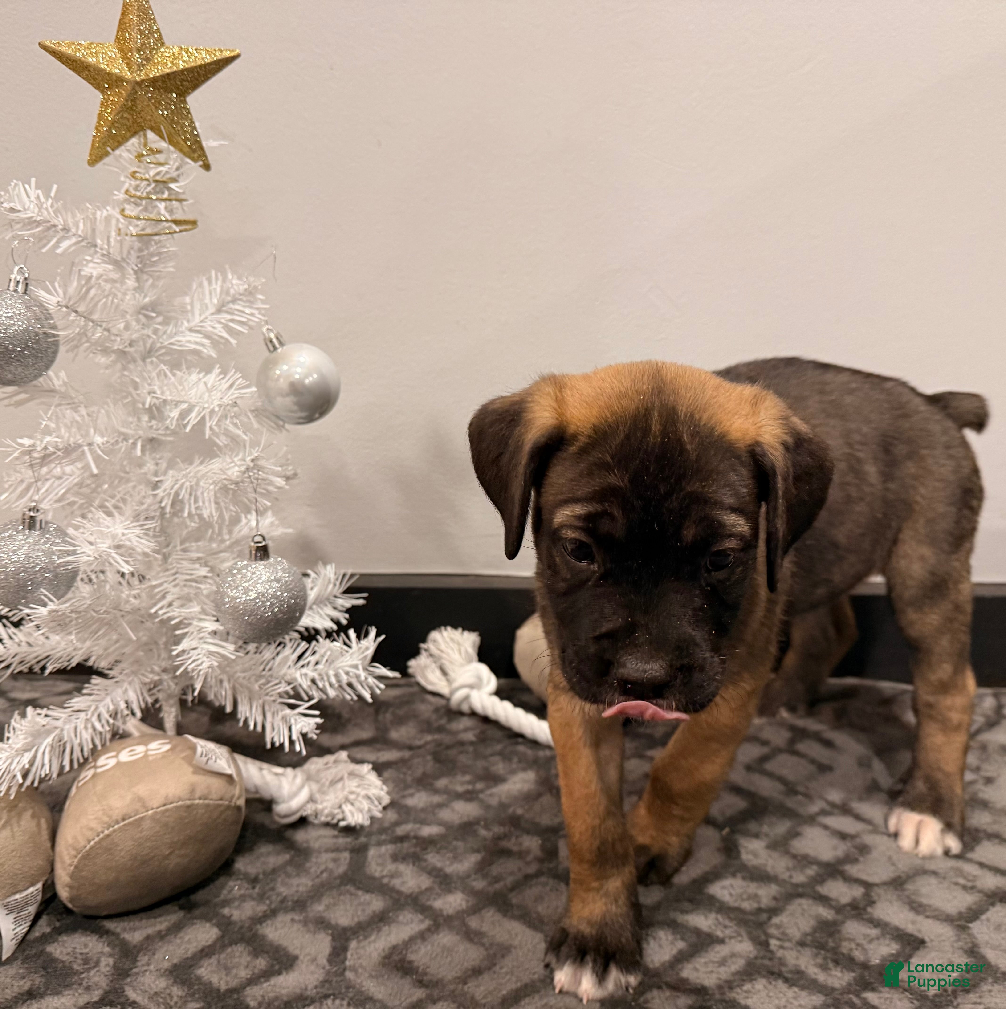 Cane Corso dogs Xena ( Red) - Ad 17