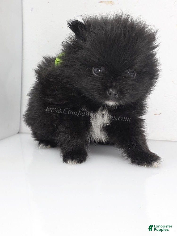 Pomeranian dogs Bubble's Black Boy - Ad 1