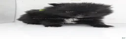 Pomeranian dogs for sale: Bubble's Black Boy - Ad 1