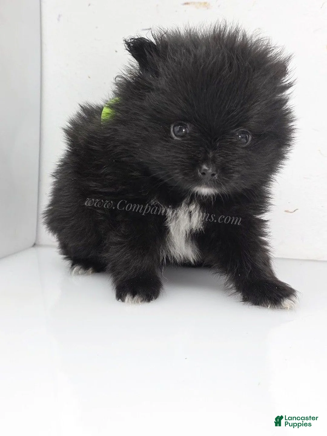 Pomeranian dogs for sale: Bubble's Black Boy - Ad 1