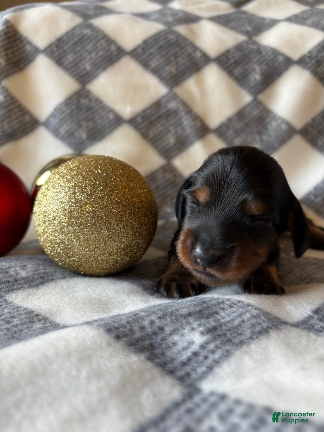 Dachshund dogs for sale: Bean - Ad 2