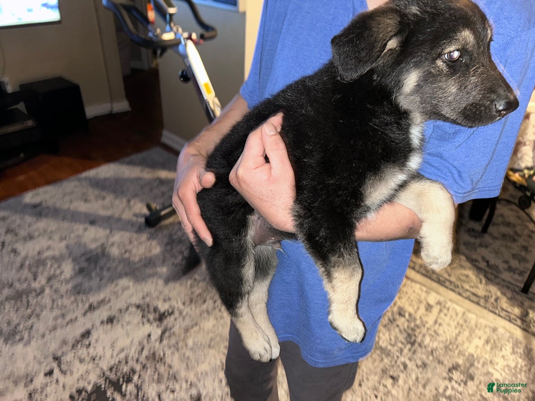 Mixed Breed dogs for sale: Mixed Breed Puppy 1 - Ad 3