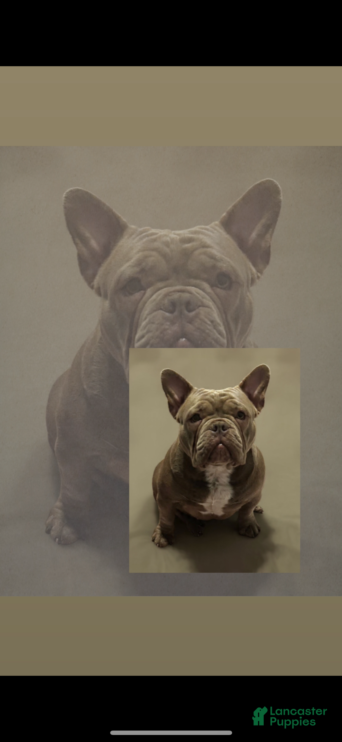 American Bully dogs American Bully Puppy 8 - Ad 2