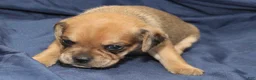 Puggle dogs for sale: Chewy - Ad 2