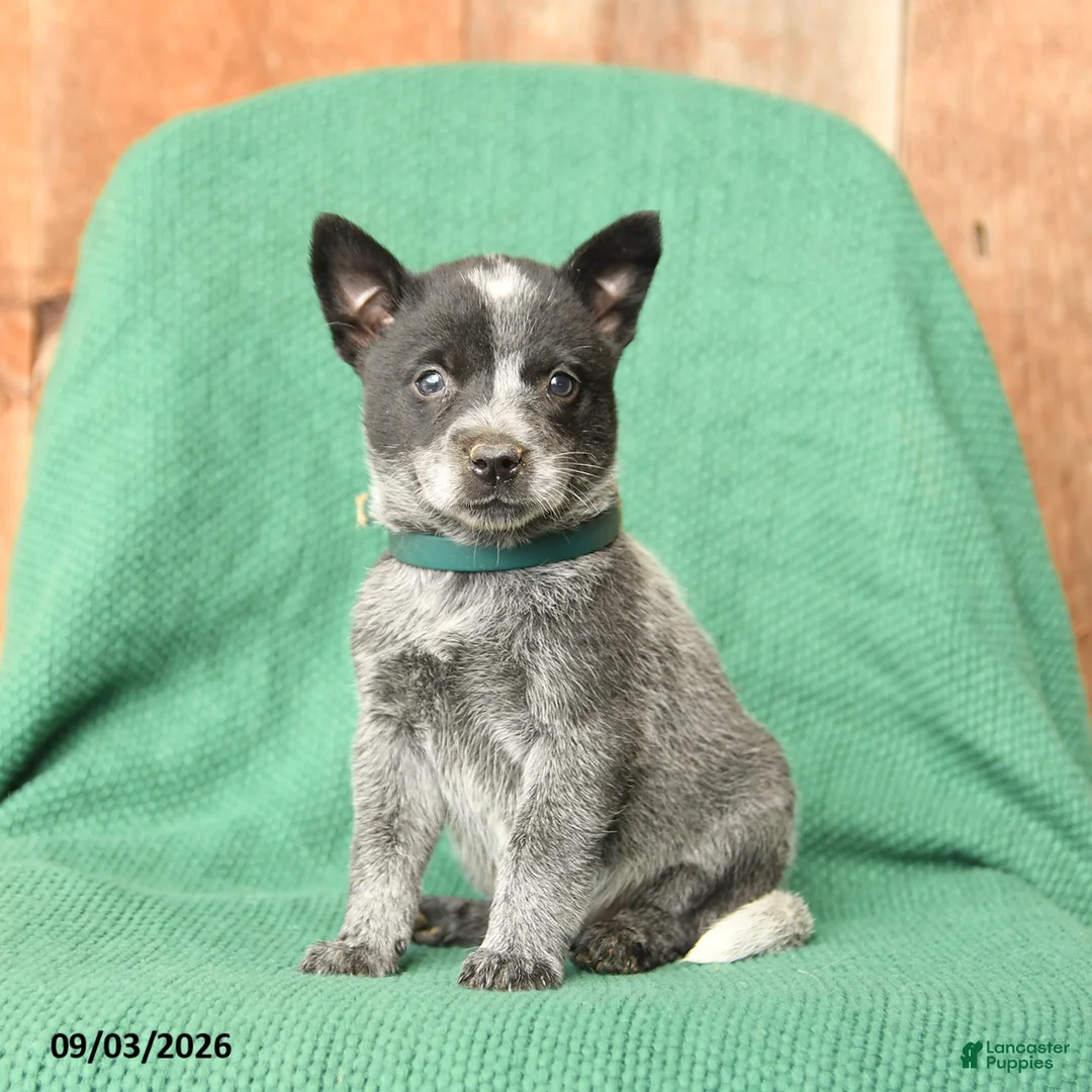 Australian Cattle Dog dogs for sale: Daisy - Ad 2