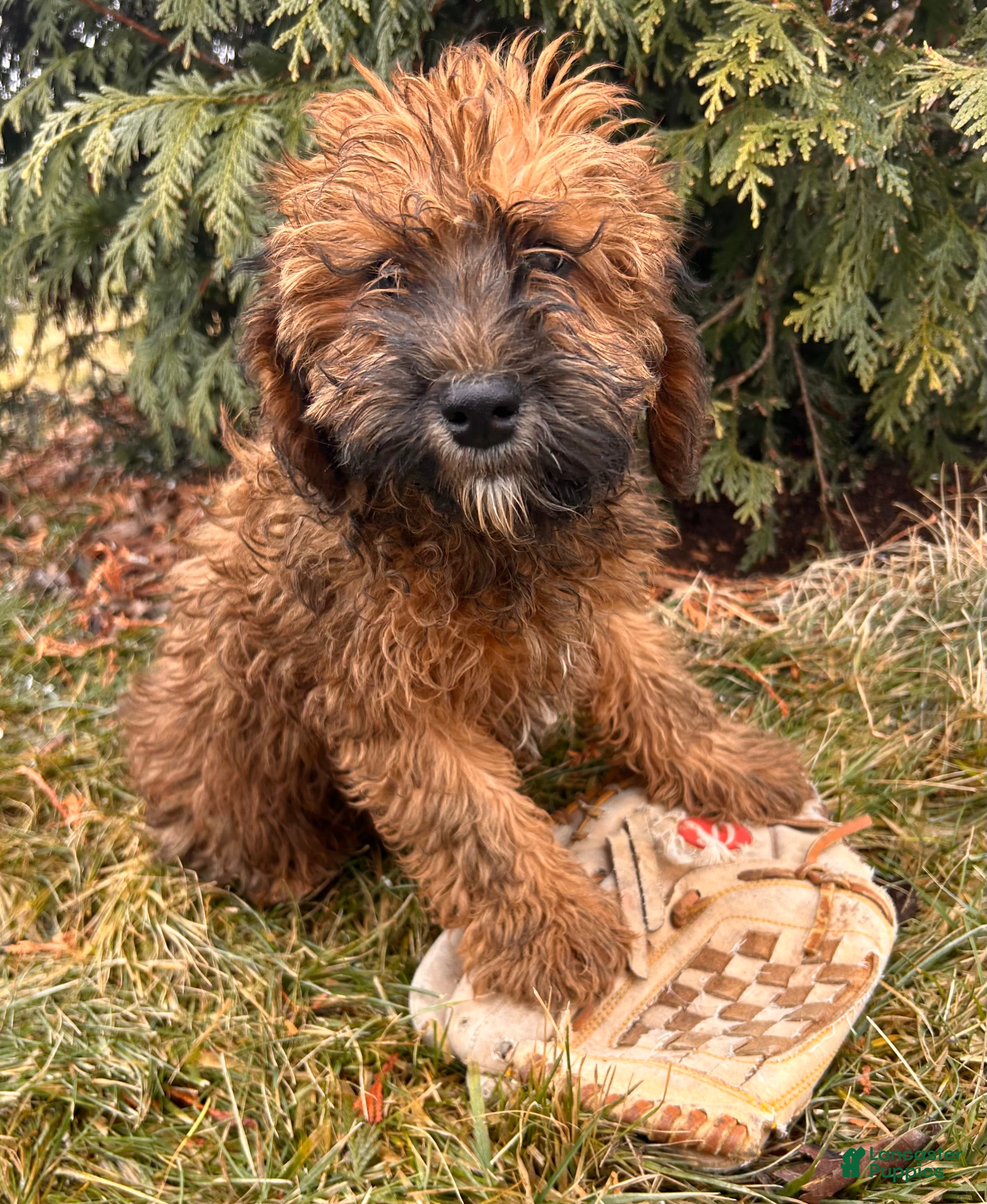 Whoodle dogs Ember - Ad 1