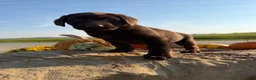 Labrador Retriever dogs for sale: Raptor - Ad 4
