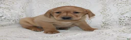 Labrador Retriever dogs for sale: Rocky - Ad 3