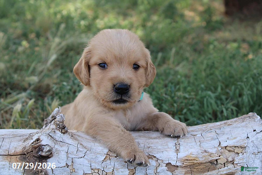 Golden Retriever dogs Oliver - Ad 26