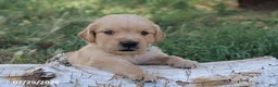 Golden Retriever dogs for sale: Oliver - Ad 1
