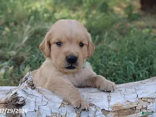 Golden Retriever dogs Oliver - Ad 26