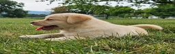Labrador Retriever dogs for sale: penny - Ad 3