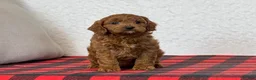Cavapoo dogs for sale: Coby - Ad 3