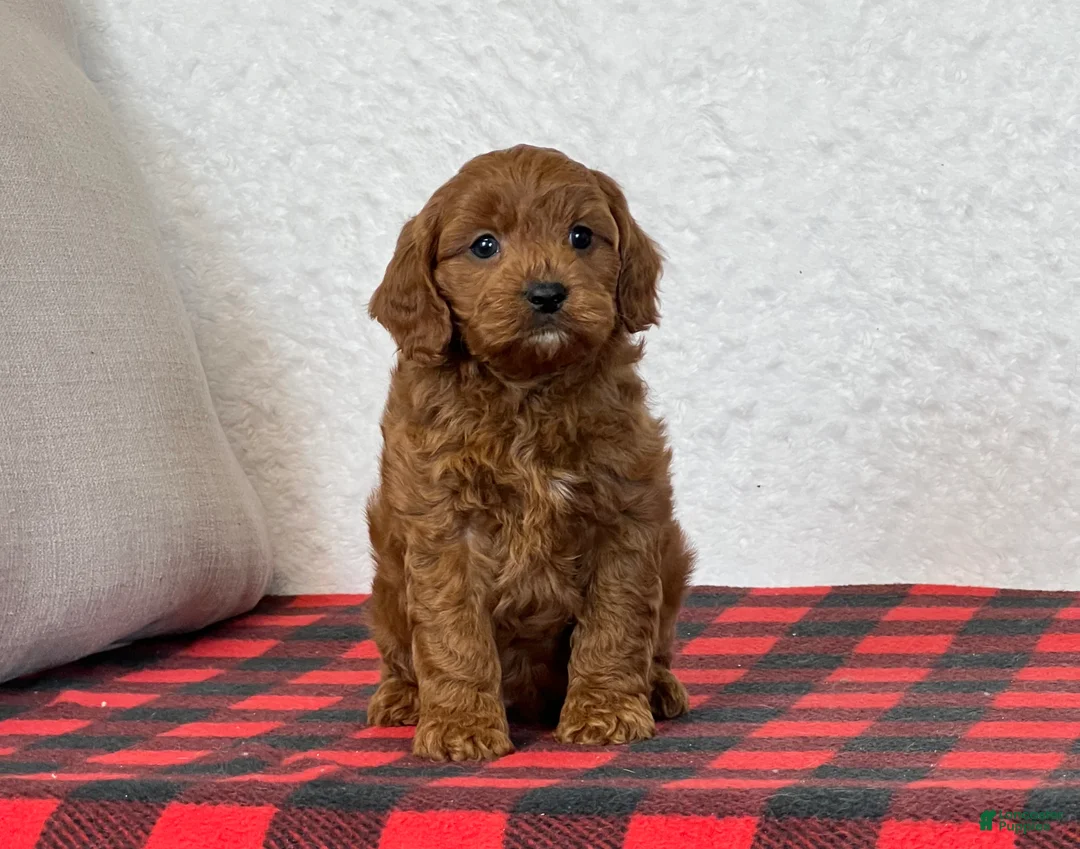 Cavapoo dogs for sale: Coby - Ad 3