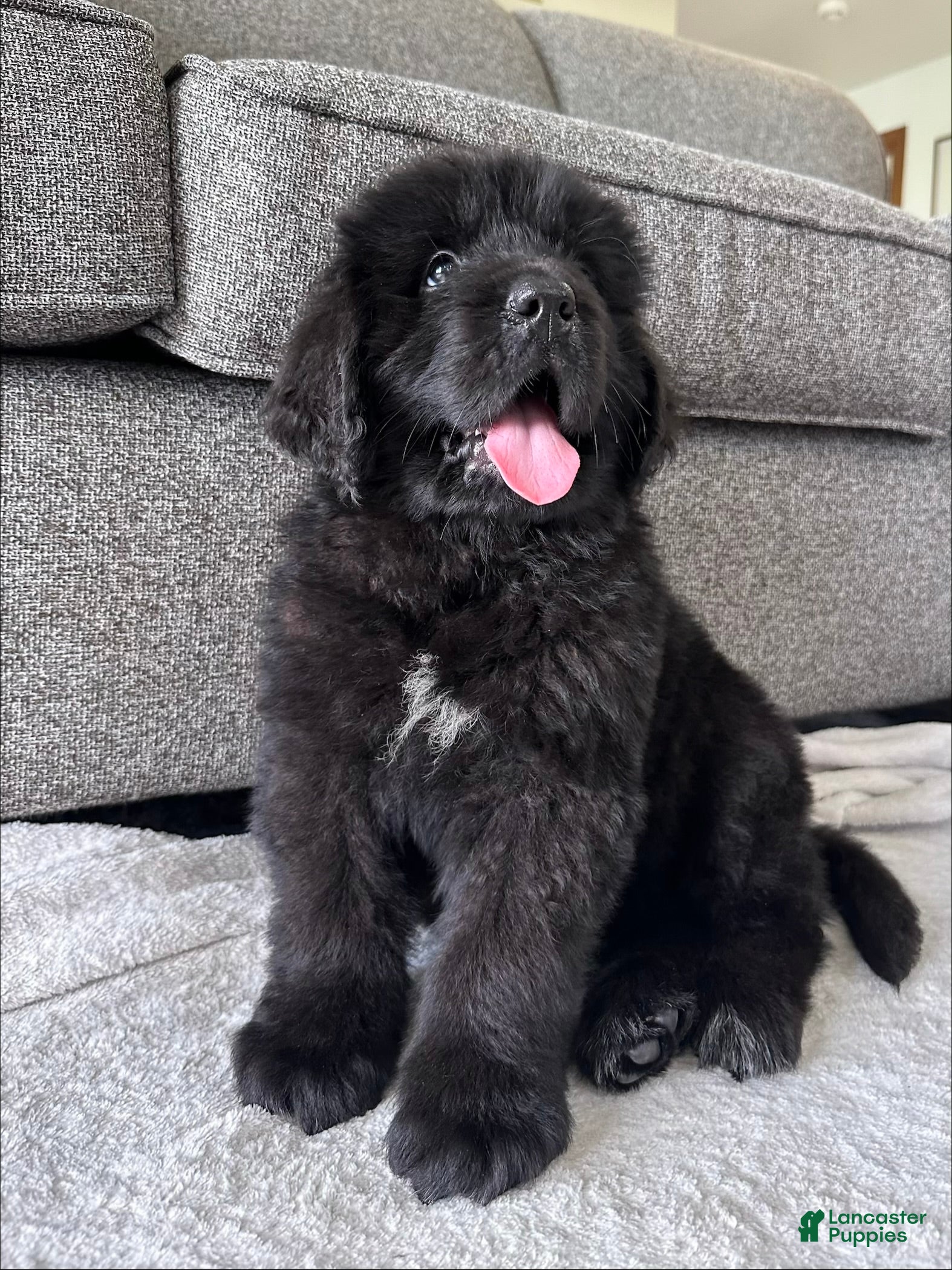 Newfoundland dogs “ Ella” OFA,CH,AKC  - Ad 1