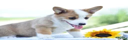 Welsh Corgi Pembroke dogs for sale: Diesel - Ad 3