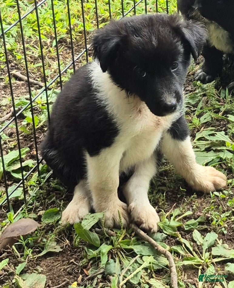 Border Collie dogs Colby - Ad 33