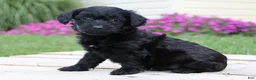 Yorkiepoo dogs for sale: Onyx - Ad 5