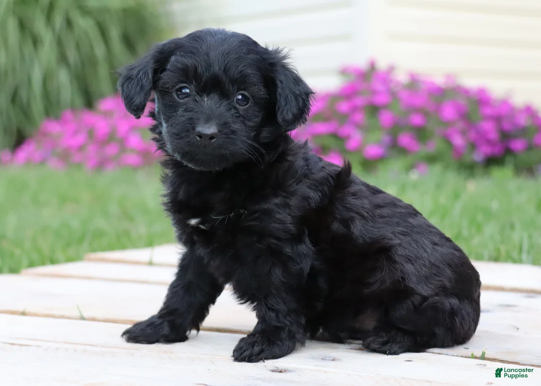 Yorkiepoo dogs for sale: Onyx - Ad 5