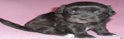 Shihpoo dogs for sale: Cinders - Ad 8