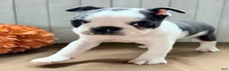 Boston Terrier dogs for sale: Crystal Female Boston Terrier - Ad 10