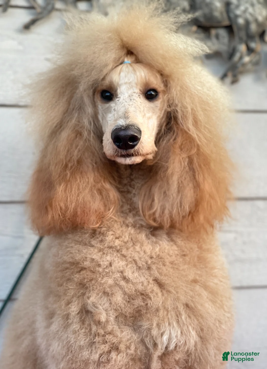 Standard Poodle dogs for sale: Standard Poodle Puppy 3 - Ad 11