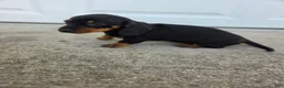 Dachshund dogs for sale: Poppy - Ad 4
