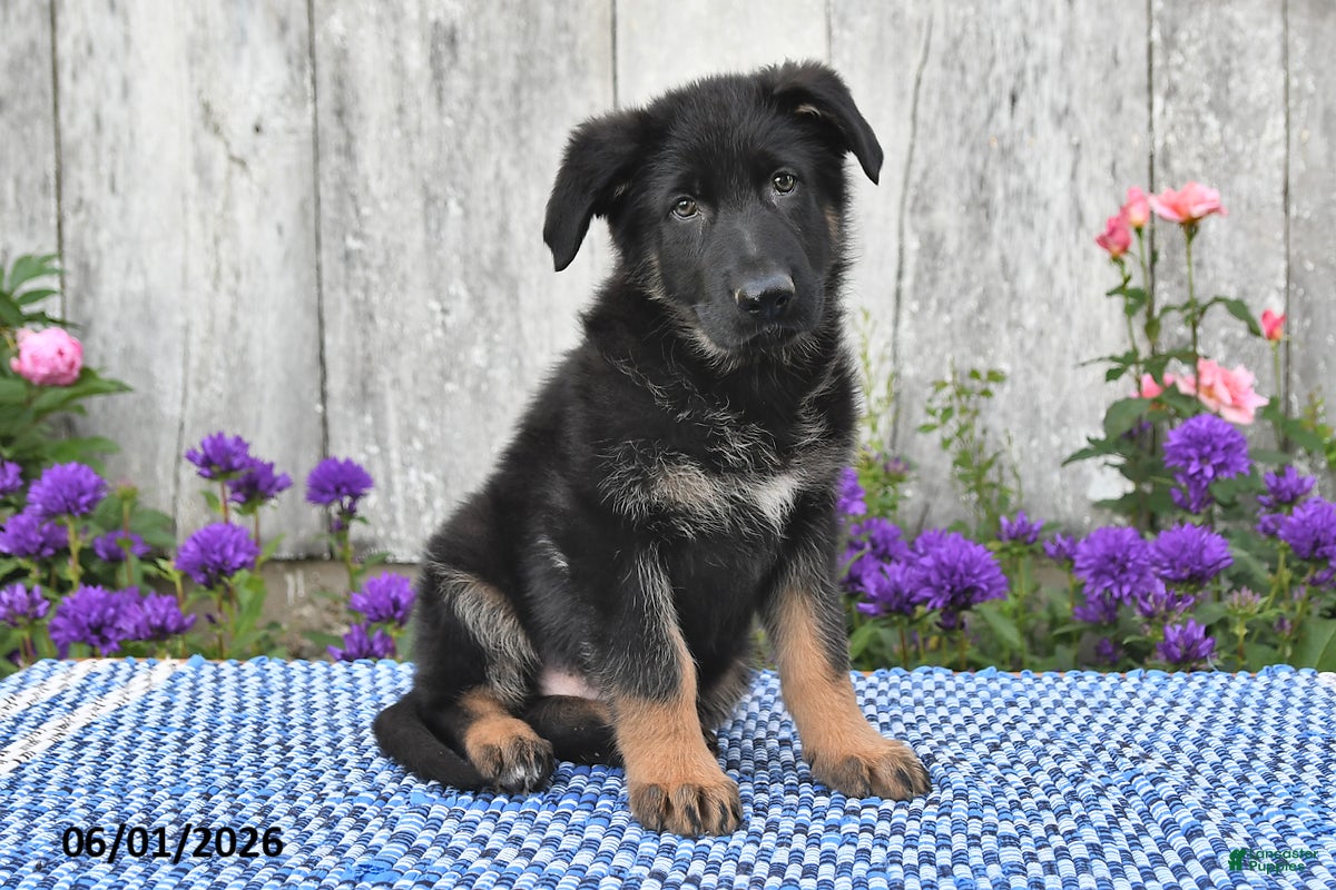 German Shepherd dogs Harley - Ad 1
