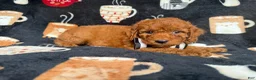 Cockapoo dogs for sale: Maverick - Ad 8