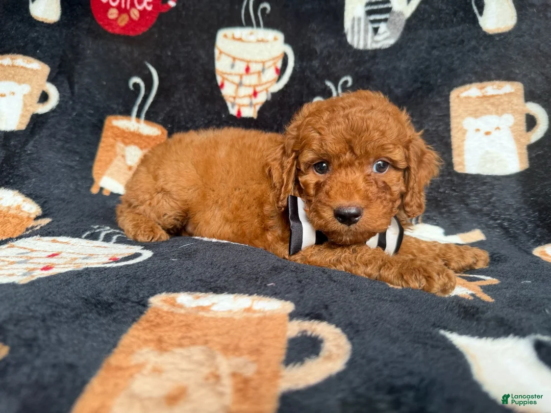 Cockapoo dogs for sale: Maverick - Ad 8