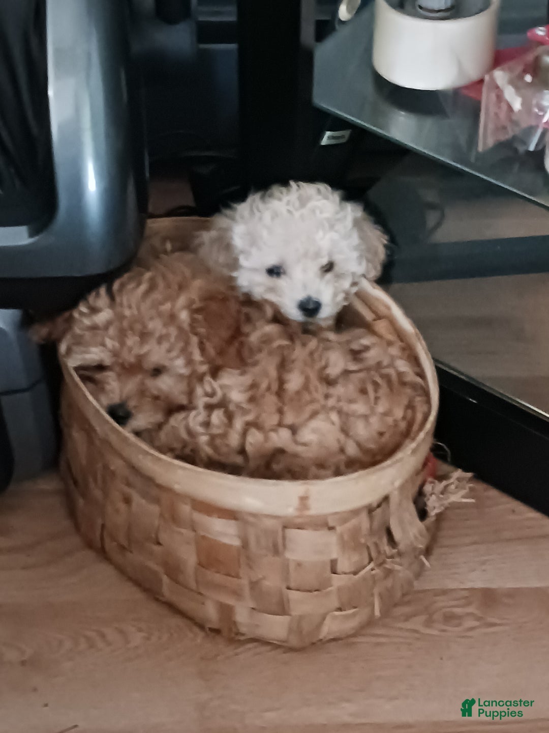 Toy Poodle dogs for sale: Polly - Ad 13