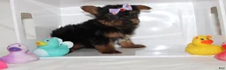 Yorkshire Terrier dogs for sale:  Bella  - Ad 3