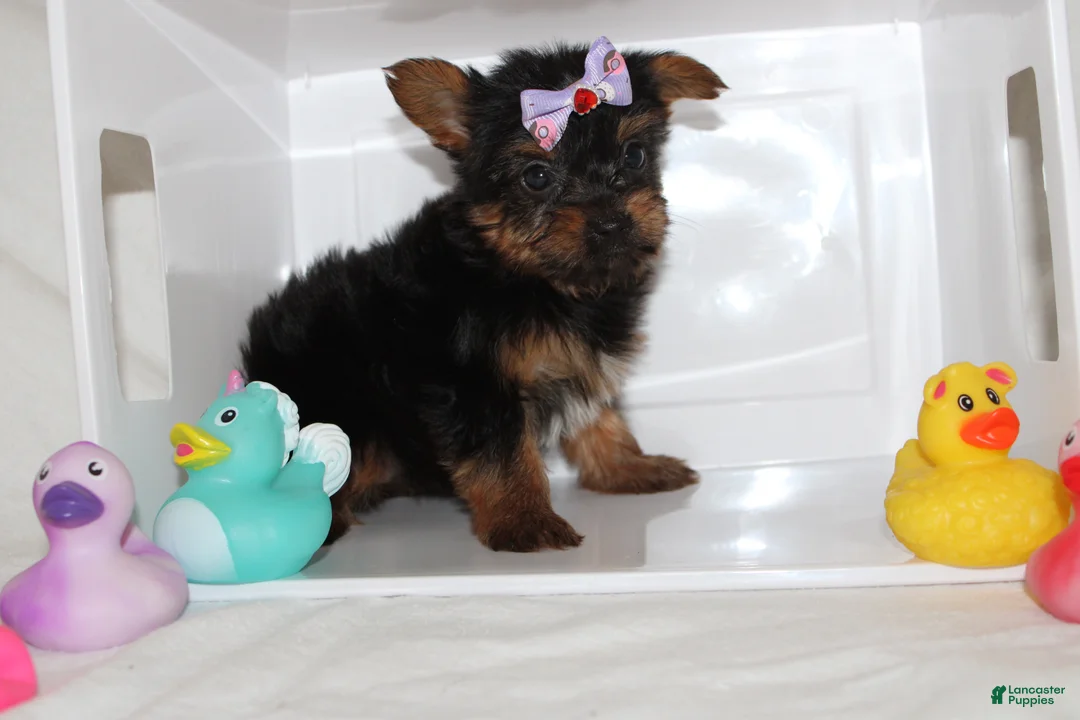 Yorkshire Terrier dogs for sale:  Bella  - Ad 3