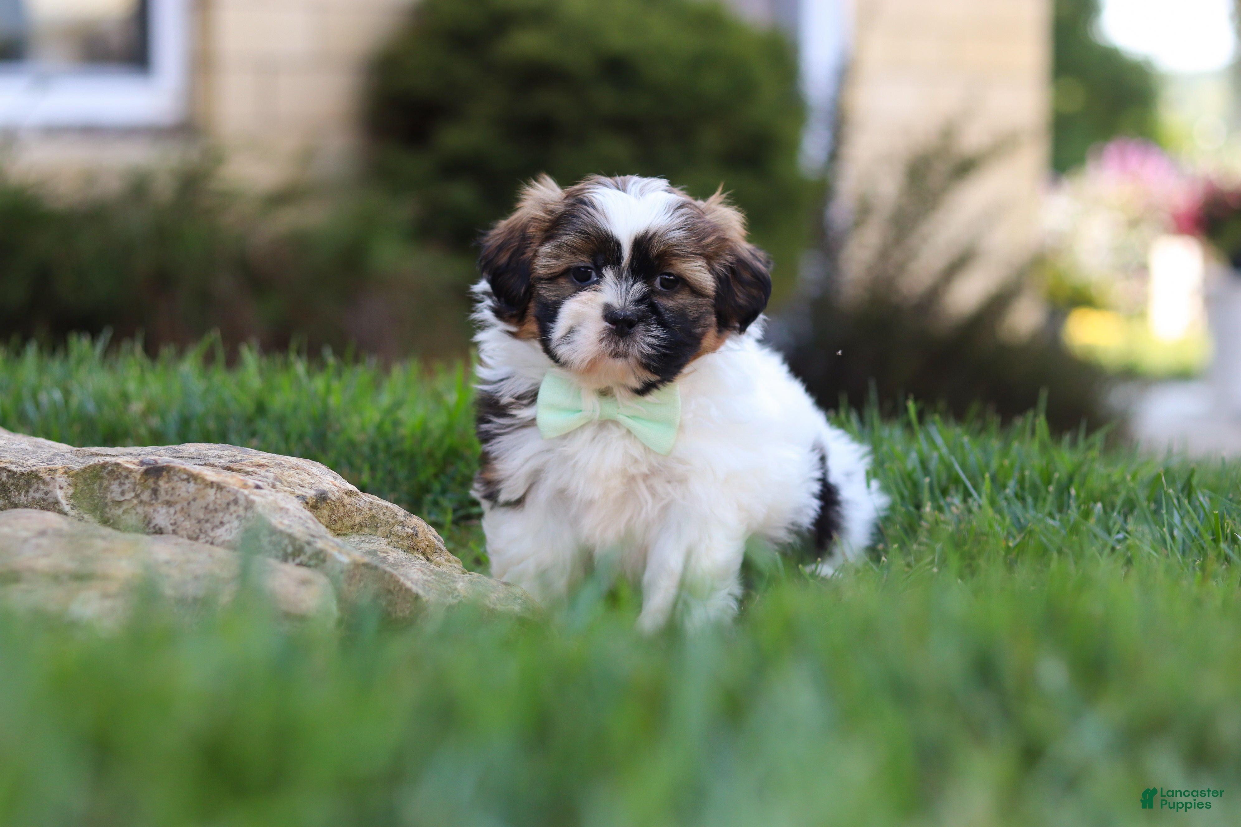 Shih Tzu dogs Bohdi - Ad 2