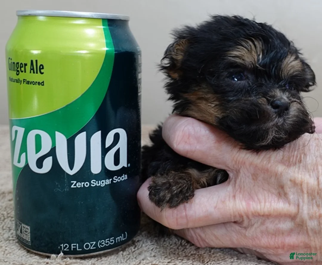 Maltipoo dogs for sale: Aurora - Ad 9