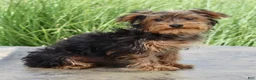 Yorkshire Terrier dogs for sale: Flower - Ad 3